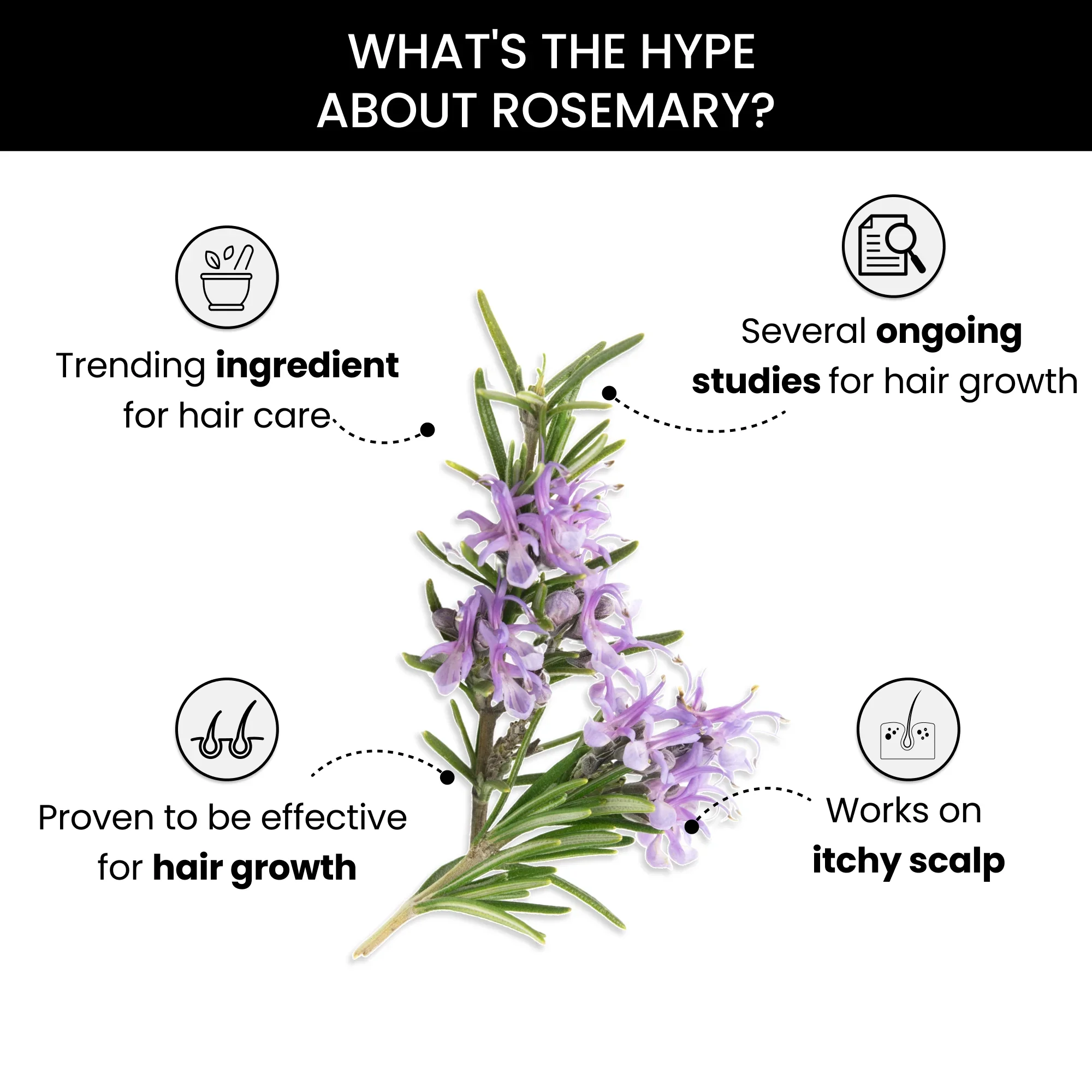 Rosemary Essential Oil, Pack of 2 - 15ml each - Image 5